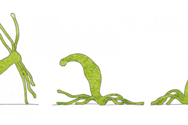 Kraken актуальное